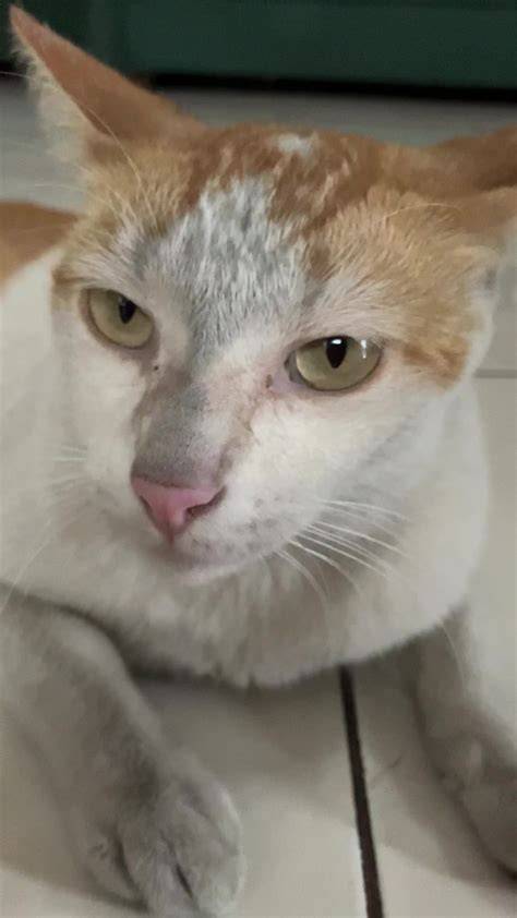 ambil video tiktok cek harga kucing lokal deretan bisnis rumahan musisi image 3