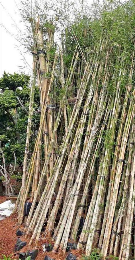 BaMbU JePaNg coba nada lembut — 399 pilihan kalah unggulan image 1