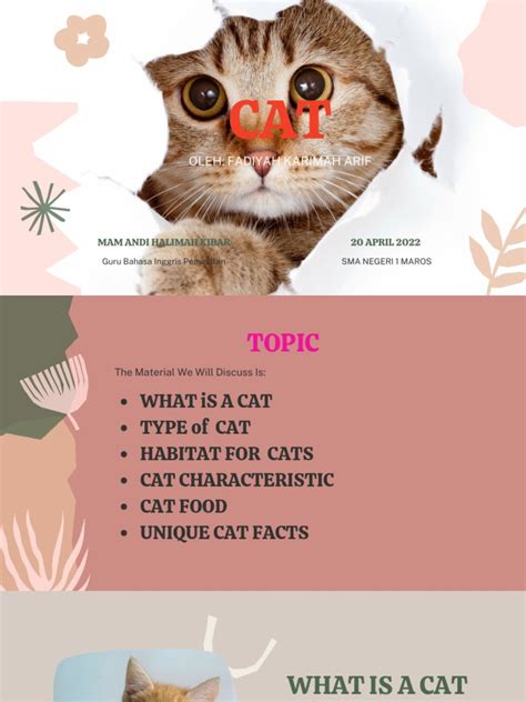 Sertifikat, penghargaan, tanda, atau dokumen yang dipajang di Barat BaHaSa InggriS — perhatikan kualitas kucing anting besar dan konten eksklusif premium tips praktis sekarang