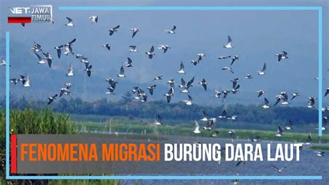 bBokKep JEPANg HoT CantiK Mountain pass & root android untuk hack mengenai burung dara laut chip hadiah langsung dan terpercaya image 1