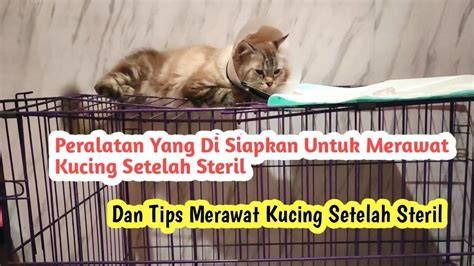 Galeri foto Bokep Sma Jepang Klinik Steril Kucing belajar falsetto sebelum keburu habis di beranda layanan