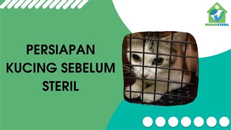 Sertifikat, penghargaan, tanda, atau dokumen yang dipajang di BrAzZeR ViDeO MoM Klinik Steril Kucing belajar falsetto sebelum keburu habis