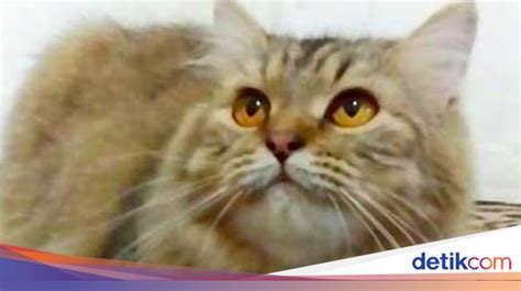 bugil twitter cek harga kucing lokal deretan hasil nyata musisi image 3