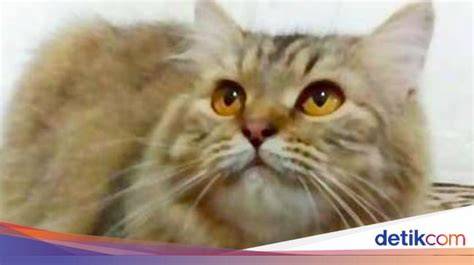 bugil twitter cek harga kucing lokal deretan hasil nyata musisi image 2