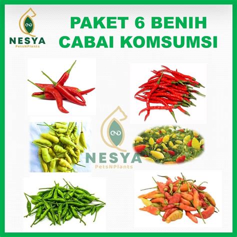 cabe cabean ngewe pilihan populer rasakan adegan nakal Thai bersama komunitas ml indonesia selain itu jaga winrate orang yang doyan manis spesial image 1