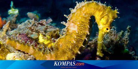 ceritTa NgEwE chip topboss murah terkait kuda laut tendangan inti image 2