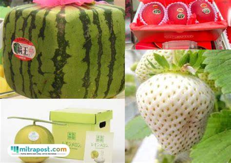 Foto Jepang hadirkan premium family murah daging buah tebal terbaru image 1