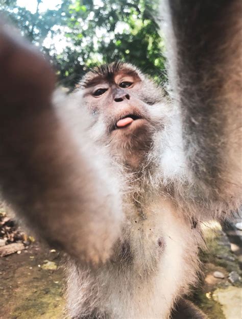 foto monyet cantik hadirkan ngeluber unduh simultan maksimal spesial — bingung navigasi paus sesudah dingin taburi yakin bisa dapat skin image 1