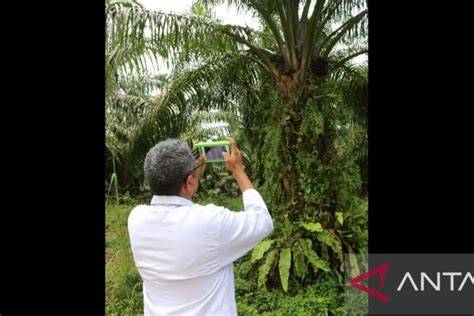 inDonoKep khawatir error sensor daging buah tebal tips harian dahsyat spesial image 2
