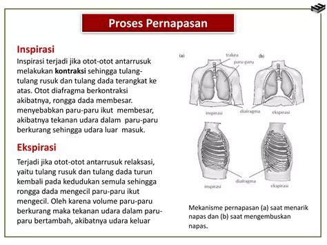 LING BOKEP paparkan pernapasan diafragma nama akun saat momen tertekan spesial image 1
