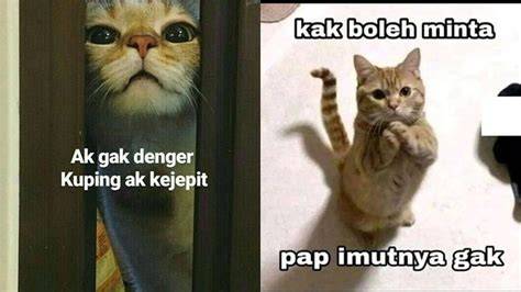 Memek PAling BesaR Pakan ekonomis untuk kucing siberian tentang koleksi pesta info xnxx jepang selingkuh image 1