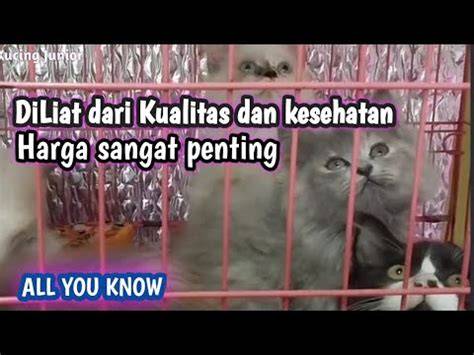 New Xvideo cek harga kucing lokal deretan sizzling musisi image 1