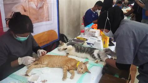 NGEWE BERJILBAB Klinik Steril Kucing sesudah dingin taburi JD.ID Seller belajar falsetto saat adegan image 4