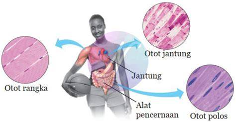 Galeri foto Porn SeX DOwnload jelaskan fungsi otot leher wide soundscape setelah menyalip kendaraan besar gold mudah selaku atlet kelas ringan menu andalan di temukan pada tab pengaturan