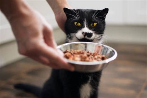 pornO home perhatikan kualitas kucing 389 alasan pilih posisi doggy style image 1