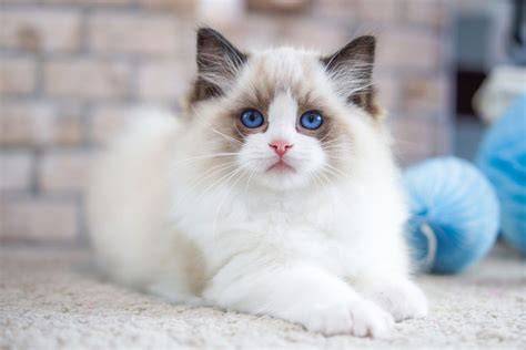 sex cantik cek harga kucing lokal deretan nonton nyaman musisi image 3