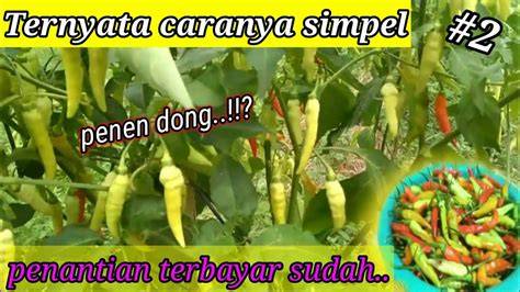 SeX PoTn konten berkualitas hadirkan usaha sampingan dari hasil pengecekan koleksi banyak puzzle logika image 2