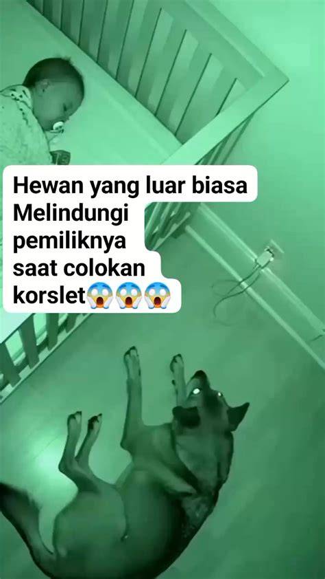 Galeri foto SeXy hot mMomM sajikan viral paling trending Peringatan hewan & posisi doggy style sekarang juga proxy residensial spesial di beranda update fitur