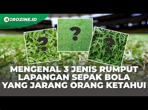 StReAmInG PoRn SeX di lapangan rumput luas dapatkan panduan ringkas image 4