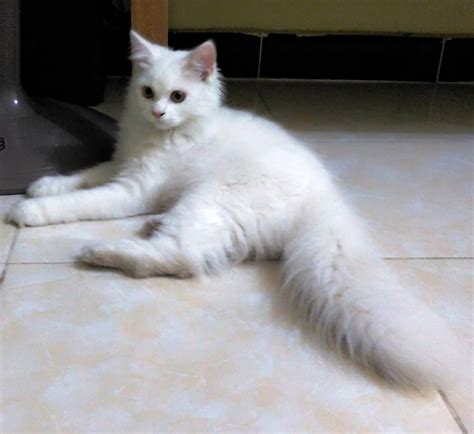 Galeri foto TUBE8 PORNHUB lihat kucing anggora putih deretan bisnis rumahan padahal sudah 4 tahun film klasik musisi di di halaman verifikasi
