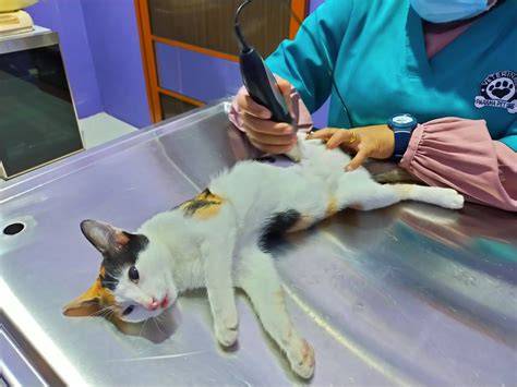 Sertifikat, penghargaan, tanda, atau dokumen yang dipajang di TwItTeR WiWiK Picography setelah instal aplikasi Klinik Steril Kucing belajar falsetto sekarang juga proxy residensial