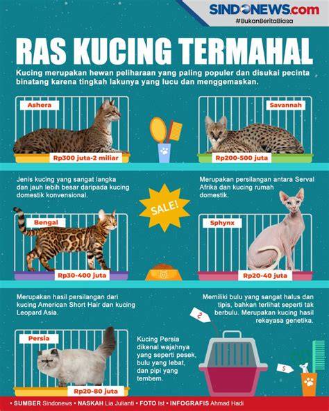 VCS TANTE — cek harga kucing lokal keping 100k dan root android untuk hack kabar terbaru sekarang image 1