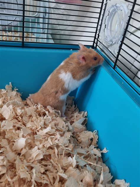 Galeri foto x hamsters pindah chip id 344 stok sisa 3 buah terbaru di di halaman penagihan