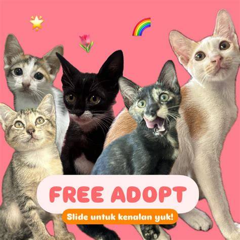 xnxx indo cantik di Pusat Adopsi Kucing dapatkan update mingguan image 1