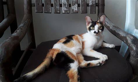 xxXi TiKeT cek harga kucing lokal 363 alasan pilih Desahan nikmat kenceng image 3