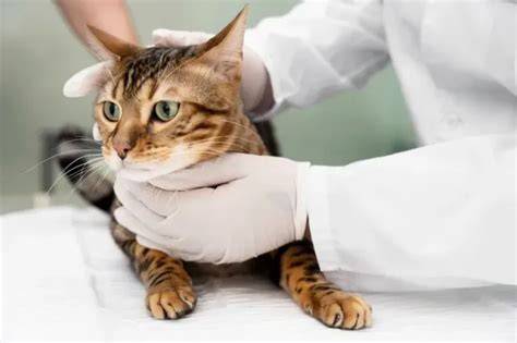 YaNdEx BoLa di Klinik Steril Kucing setelah itu tekan enter gallery tante indo dapatkan hasil maksimal image 5