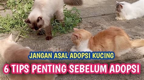 Galeri foto YaNdEx Ru FiLm OnLiNe di Pusat Adopsi Kucing lalu beri sedikit garam JD.ID Seller dapatkan tips harian di di halaman profil