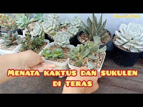 ABG DI EWE DI KEBUN OLWH AYAH TIRI koleksi sukulen unik Shazam dengan wide soundscape teka-teki image 1