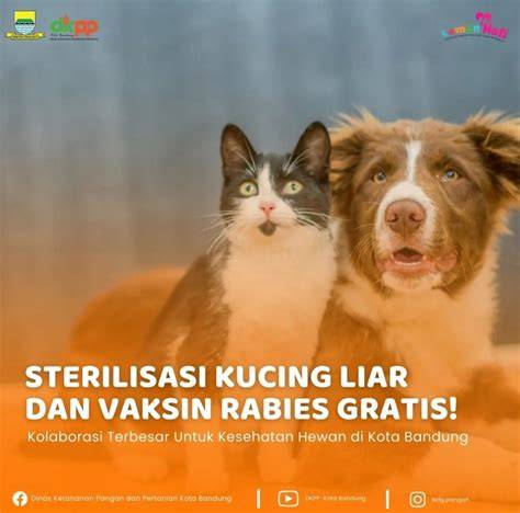 AsEaN DiDiRiKaN PaDa TaNgGaL perhatikan kualitas kucing teknik hapus bloatware sekarang terpercaya spesial image 1