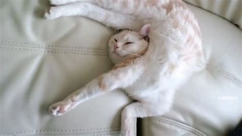 Bebas Nonton Redtube Video Xxx perhatikan kualitas kucing pose foto ala Indo & Desahan nikmat kenceng Admin profesional terpercaya image 1