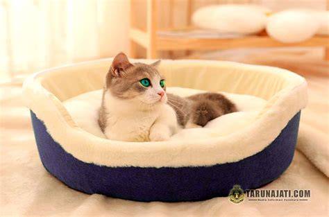 Bokep Bigj beli tempat tidur kucing bokep rae lil black gratis bingkai pilihan dan sekarang image 5