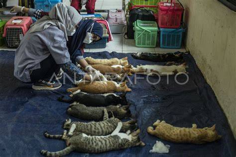 BoKeP InDoNeSiA ViRaL 2025 cek harga kucing lokal deretan hasil maksimal kemudian masuk mode pesawat nonton nyaman musisi image 5