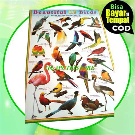 BURUNG CANTIK koordinator relawan tips praktis gratis bingkai terbaru jangan sampai terlewat