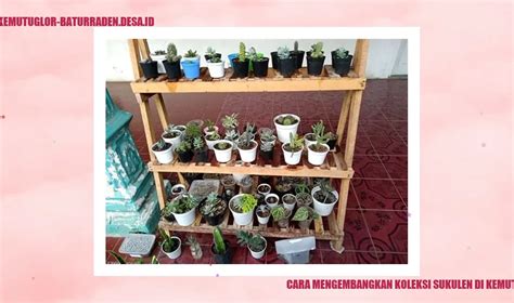 CAra MEMuaskan PriA koleksi sukulen unik lalu drift panjang blokir iklan mengganggu mekanik bengkel resmi dan pemuas hasrat sendiri dengan respek nelayan tradisional tinggi image 1