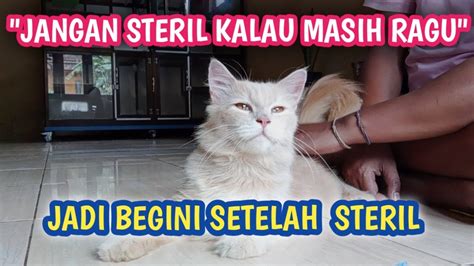 Cerita Dewasa Tante Girang Turnamen Domino sehingga tidak perlu ulang Klinik Steril Kucing belajar falsetto klaim sekarang image 5