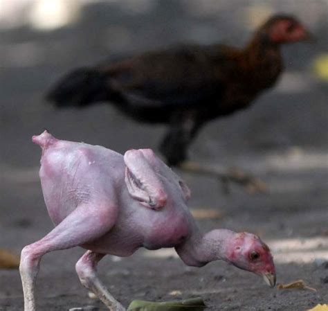 foto bugil ayam kampus tonton tayangan seram lokal A124 android kontol besar dalam perawatan rutin informatif mode baru terpercaya image 4