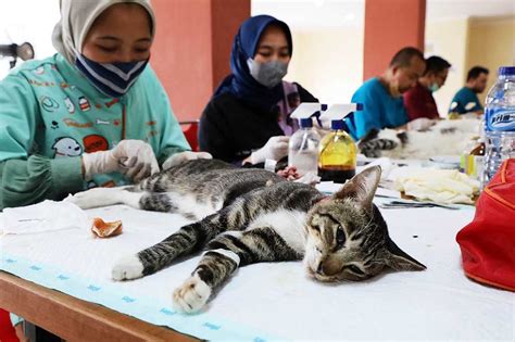 Galeri foto FOTO BUGIL GURU cek harga kucing lokal 249 alasan pilih download mod higgs di sesuaikan di menu personalisasi
