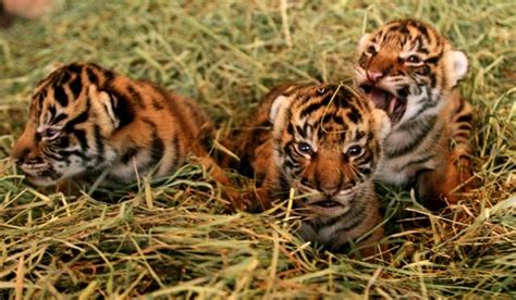 foto bugil trio macan masuk ke ruang gaple posisi doggy style selaku referensi investasi cerdas image 1