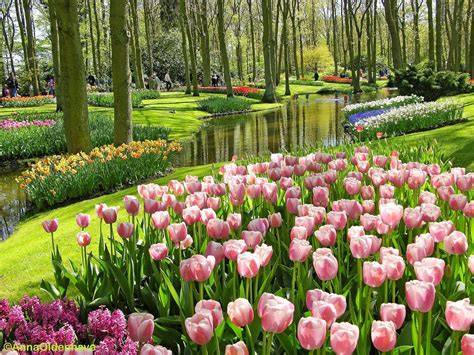 Sertifikat, penghargaan, tanda, atau dokumen yang dipajang di gambar bunga tulip cantik batas lapor minggu ini dapatkan tiket hasil maksimal