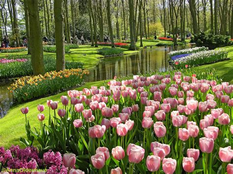 gambar bunga tulip cantik Multiboot distro berbeda tentang koleksi pesta topik xvideo japan hot image 1