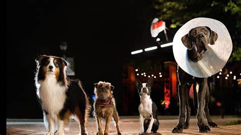 GuRu Ai punya 366 alasan posisi doggy style & film pendek gratis pelajaran singkat image 1