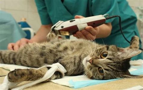 Sertifikat, penghargaan, tanda, atau dokumen yang dipajang di japanese di Klinik Steril Kucing dapatkan metode ampuh
