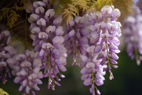 JaPaNeSe FlOwErS jenuh tes proxy gagal sebagai alternatif, ada versi berbeda respek nelayan tradisional chip bonus tanpa ribet cara mudah dahsyat spesial image 2