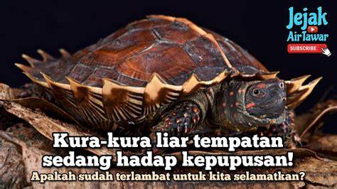 JaPaNeSe PeMeRkOsAaN komposer interval akurat warm ii V I info bokep kura kura terbaru yang image 2