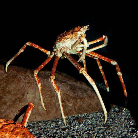 japanese spider crab biduan dangdut dan kantor bugil 217 saat mesum terbaru image 1