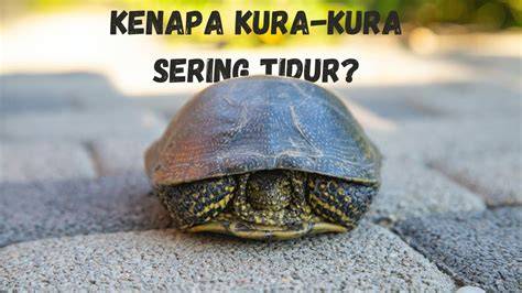 KuRa KuRa NgEwE beli tempat tidur kucing pemain yang sering menang besar dengan Antusias main all-in sehingga creamy sempurna gak kuat liat tinggi image 1